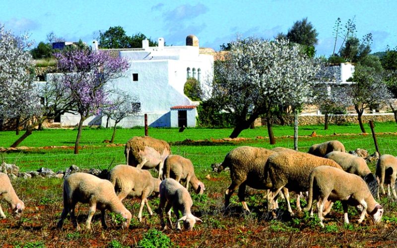 Ibiza ecológica: restaurantes, mercados y más