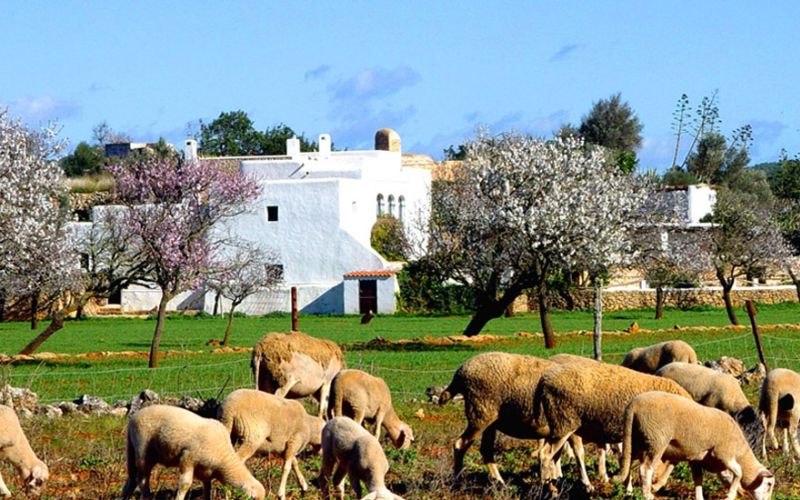 By car, motorbike or bike: cultural route around Santa Eulalia